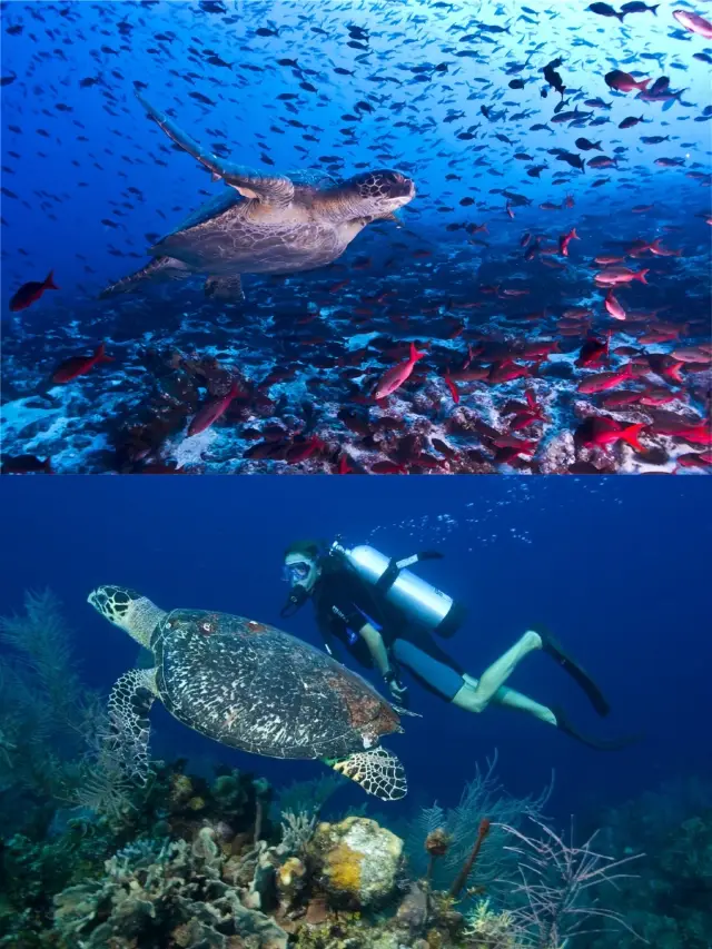 加拉帕戈斯：潛水天堂