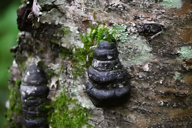 打開鏡頭,蘑菇登場 打開鏡頭,蘑菇登場