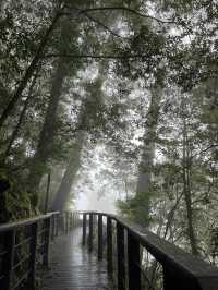 Reconnect with Nature in the misty forest🧚🏼🌿✨