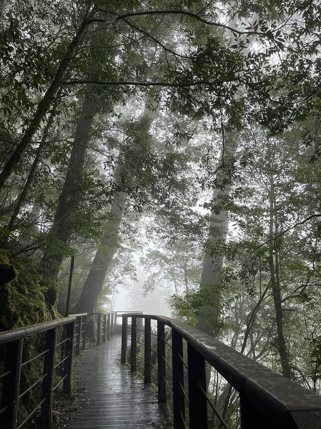Reconnect with Nature in the misty forest🧚🏼🌿✨