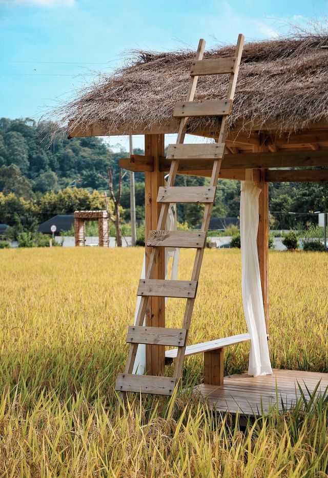 廈門漫遊｜住北站旁，赴一場稻田咖啡的治癒之約