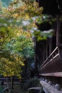 在千島湖燕山，收藏一份古園林的靜謐秋光