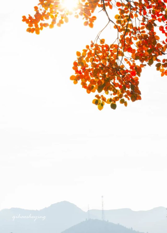 探秘臨朐絕美紅葉山莊