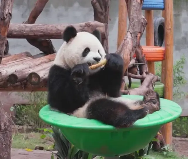 重慶動物園大熊貓雙萌星營業