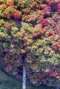 花又開好了-貴州畢節百里杜鵑花大賞