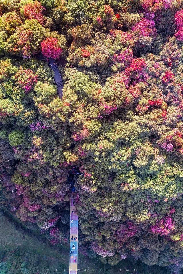 花又開好了-貴州畢節百里杜鵑花大賞