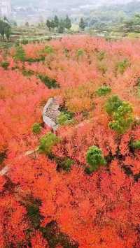 重慶四川賞楓天花板！這份打卡地圖快收好～