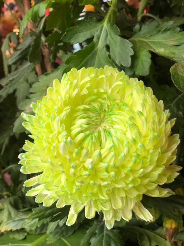 清明上河園絕美菊花展