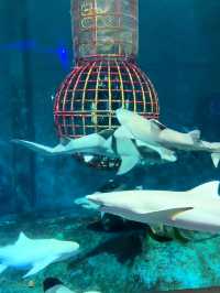 我在大連與企鵝撒嬌、在海底隧道被魟魚“撩”了