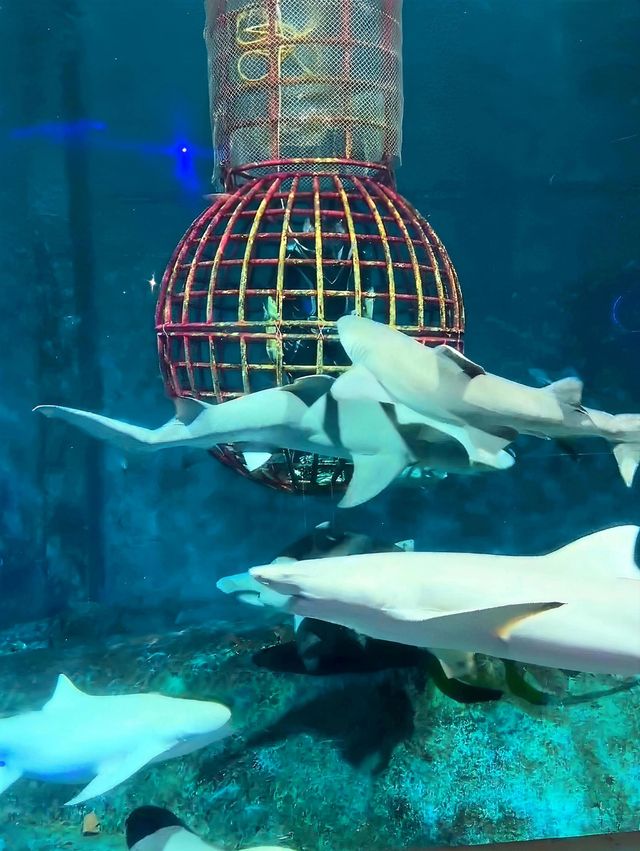 我在大連與企鵝撒嬌、在海底隧道被魟魚“撩”了