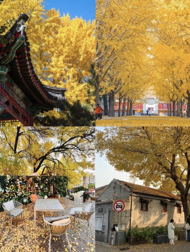 2025北京賞秋8大必打卡地| 邂逅京城的秋日