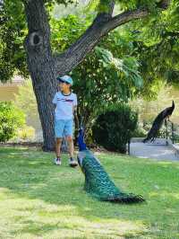 洛杉磯植物園 孔雀園 蓋蒂中心 天文台