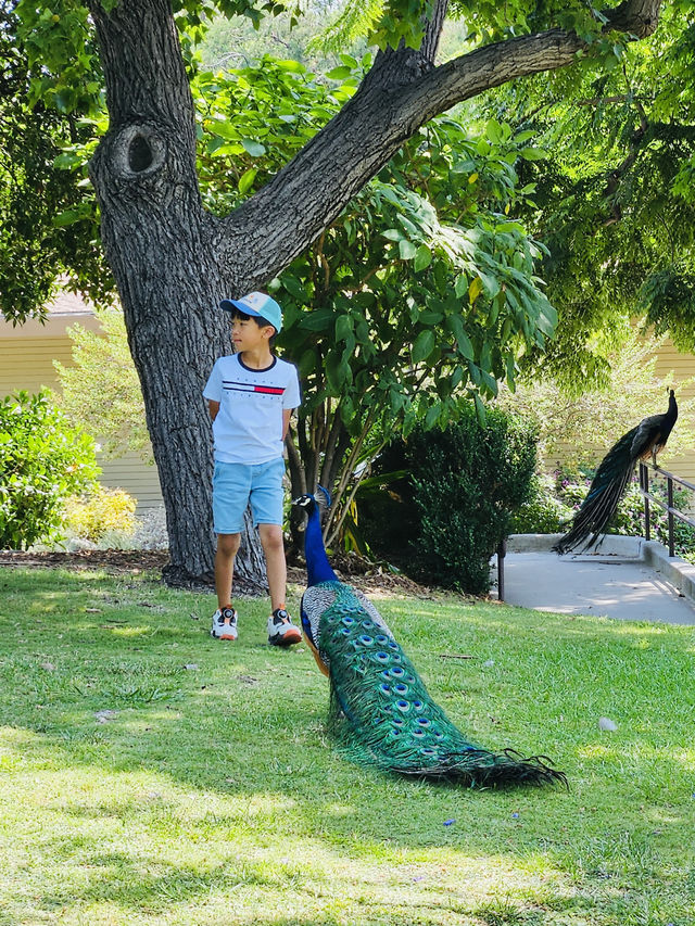 洛杉磯植物園 孔雀園 蓋蒂中心 天文台