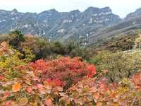 坡峰嶺的紅葉真的很美
