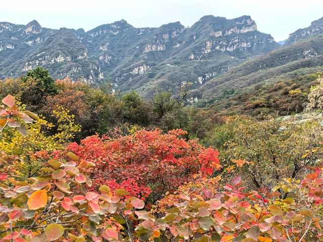 坡峰嶺的紅葉真的很美