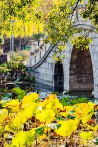 秋天就要逛公園！來雙珠公園看秋色斑斕！