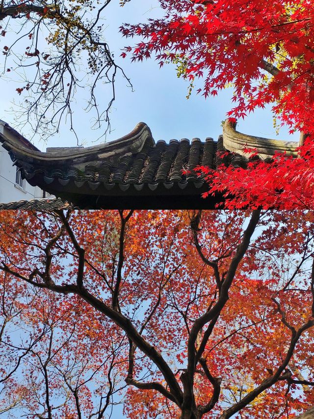 帶5歲娃打卡11月蘇州!江南秋景美到心巴上 帶5歲娃打卡11月蘇州!江南秋景美到心巴上