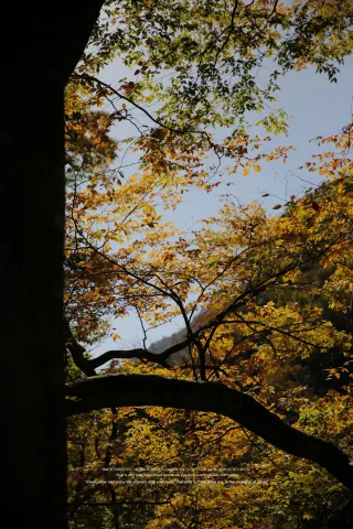 Recommended Autumn Viewing Around Xi'an in Late October: Be Sure to Visit Guangwu Mountain