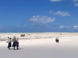 Wild Encounters and Breezy Bliss in Zanzibar 🌴🐒🌊
  
Dive into a day of contrasts, from lush forests filled with playful monkeys to powder-soft sands and brilliant blue water - this is the best combo of Zanzibar’s wild heart and laid-back east coast!  

Start off early at Jozani Forest (open 07:30-17:00). Walk the wooden boardwalks under towering trees (you get a guide) while searching for the iconic red colobus monkeys - try snapping them chilling among green leaves, especially around midday when they’re most active. Take the mangrove trail for peaceful nature shots by riverside pools. Beware the mosquitoes - long sleeves and natural repellents are lifesavers in the thicker forest shade. Stay with your guide for safety; some areas are off-limits for good reason!  

From forest to coast, head down to Jambiani Beach. The vibe instantly shifts - think coconut palms, fishing boats, and turquoise waters. Must-do: walk the beach during low tide to watch locals gather seaweed and spot crabs in tidal pools. The pastel sunsets here are unreal, so linger for a golden-hour photo shoot (best angle: capture fishing dhows silhouetted against the pink-orange sky). Watch out for uneven sand and sharp shells - flip flops are handy but barefoot works if you walk slowly.

Other highlights:
- Stone Town is unique (they even have the Freddie Mercury Museum as he was born there);
- visit one of the spice farms or one of the natural spas (with pools of fresh water).

#Zanzibar #JozaniForest #JambianiBeach #NatureLovers #TravelAfrica