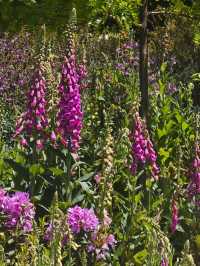 藍山腳下的秘密花園梅菲爾德絕美打卡攻略