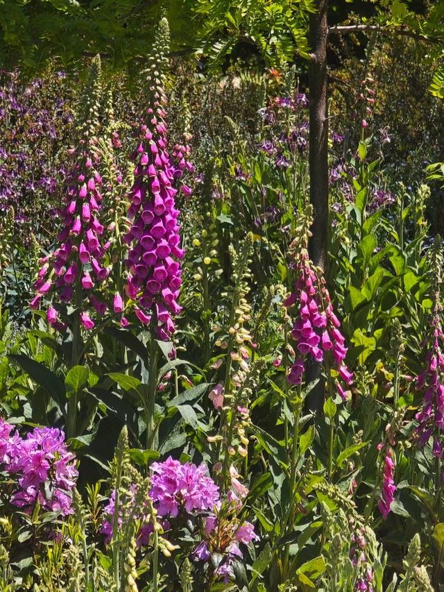 藍山腳下的秘密花園梅菲爾德絕美打卡攻略
