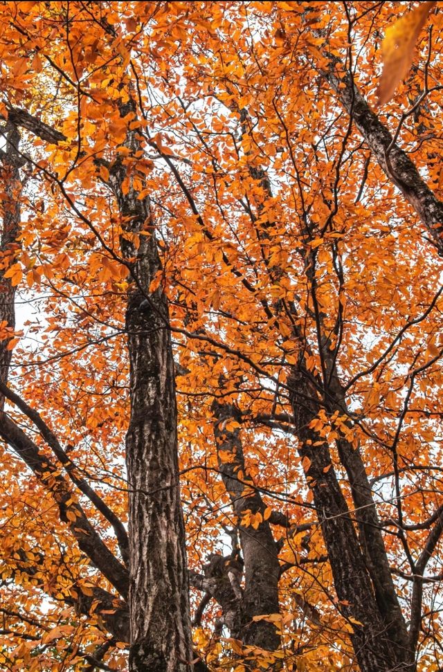 漢中龍頭山一日遊四川周邊遊秋天必去打卡地 漢中龍頭山一日遊四川周邊遊秋天必去打卡地
