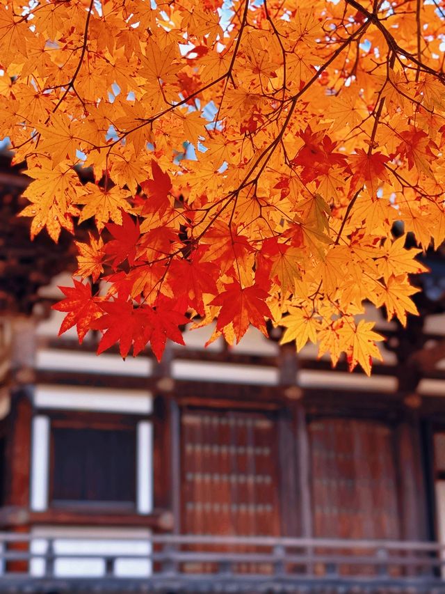 拈花一笑高野山