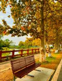 成都秋色指南：銀杏、紅楓與市井煙火交織的浪漫