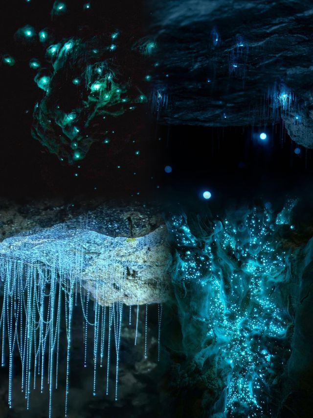 新西蘭懷托摩螢火蟲洞|闖入地下銀河的奇幻攻略 新西蘭懷托摩螢火蟲洞|闖入地下銀河的奇幻攻略