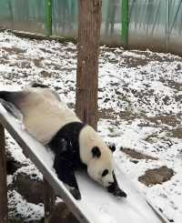 洛陽兩隻大熊貓撒歡玩雪