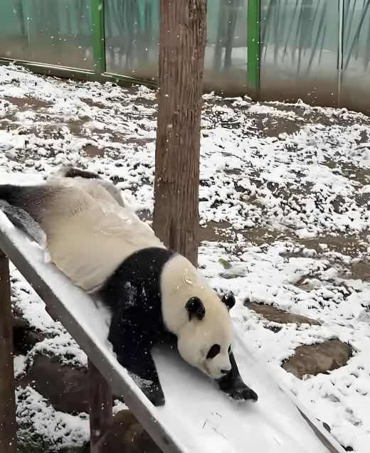 洛陽兩隻大熊貓撒歡玩雪