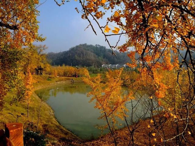 歡迎來千年銀杏谷文化來旅遊