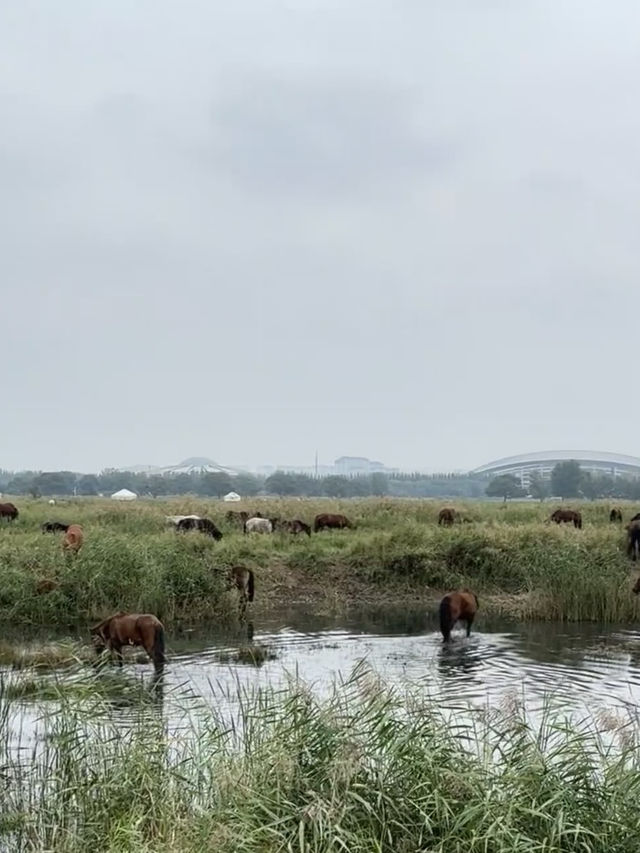 大草原與鋼鐵之城的碰撞！包頭3大必打卡地標暴走指南