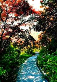 秋日限定：青島北嶺山森林公園紅葉全攻略 