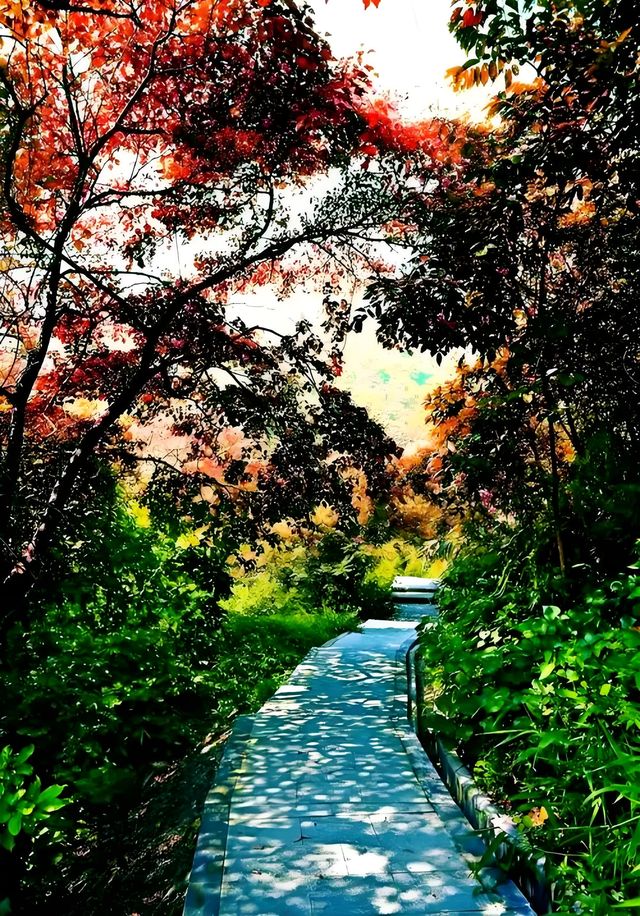 秋日限定：青島北嶺山森林公園紅葉全攻略 