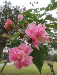 長沙日式庭院風酒店必住