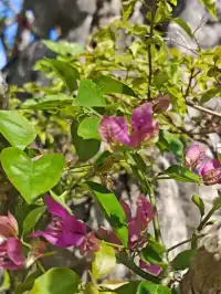 南灣花鎮，一定要來！！！