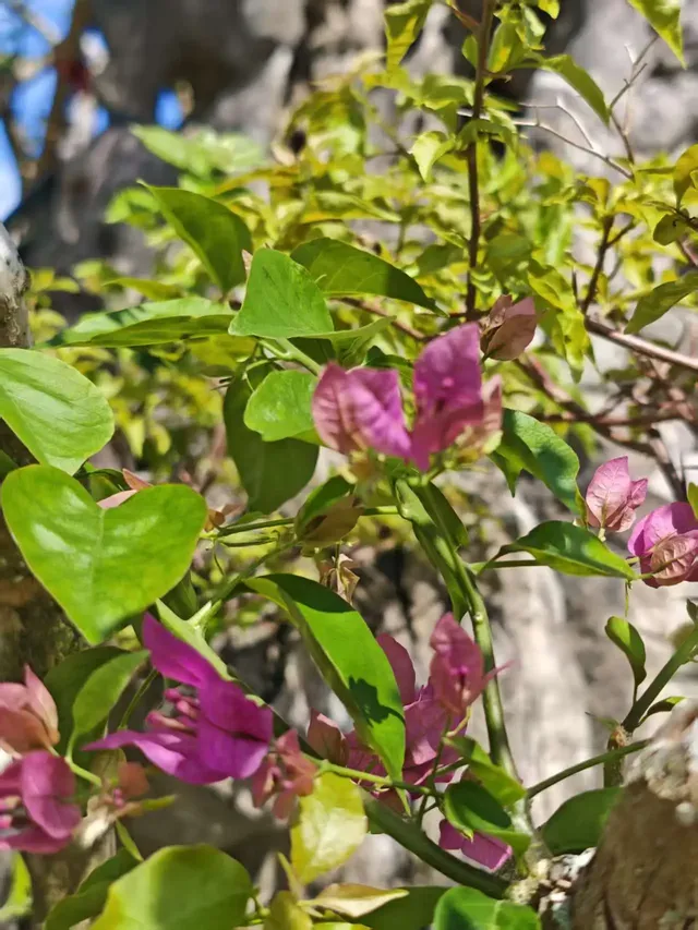 南灣花鎮，一定要來！！！