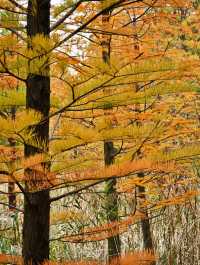 11.24實拍！上海賞秋！三林濱江城市森林！