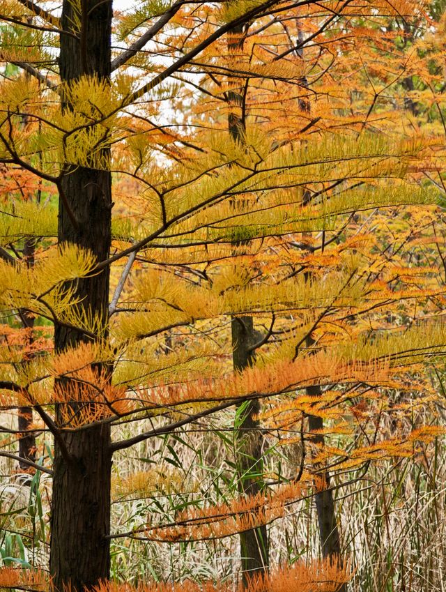 11.24實拍！上海賞秋！三林濱江城市森林！