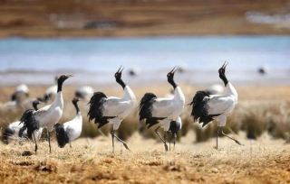 Hướng dẫn du lịch Triệu Dương