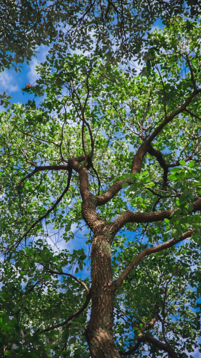 宜昌濱江:在長江岸線,邂逅老工業與深秋的詩意共鳴 宜昌濱江:在長江岸線,邂逅老工業與深秋的詩意共鳴