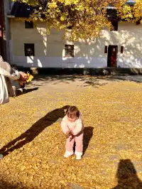 南昌周邊|九江雲居山的千年銀杏 滿樹金黃