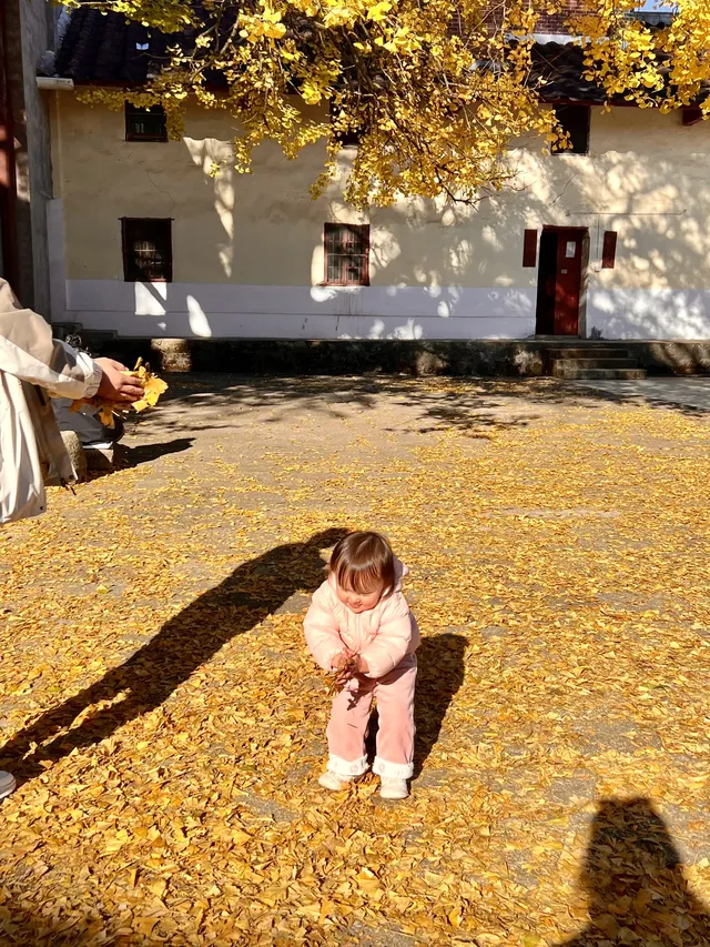 南昌周邊|九江雲居山的千年銀杏 滿樹金黃 南昌周邊|九江雲居山的千年銀杏 滿樹金黃