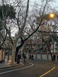 Почему Шанхай весной прекраснее всего 🌸