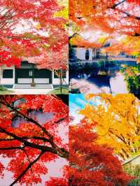 錯過無錫的秋 ，該有多遺憾吖