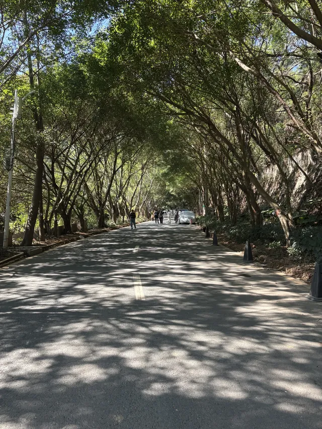 偶遇梧桐日落 偶遇梧桐日落