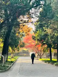 11.30蘇大銀杏實況|想要的色彩這都有