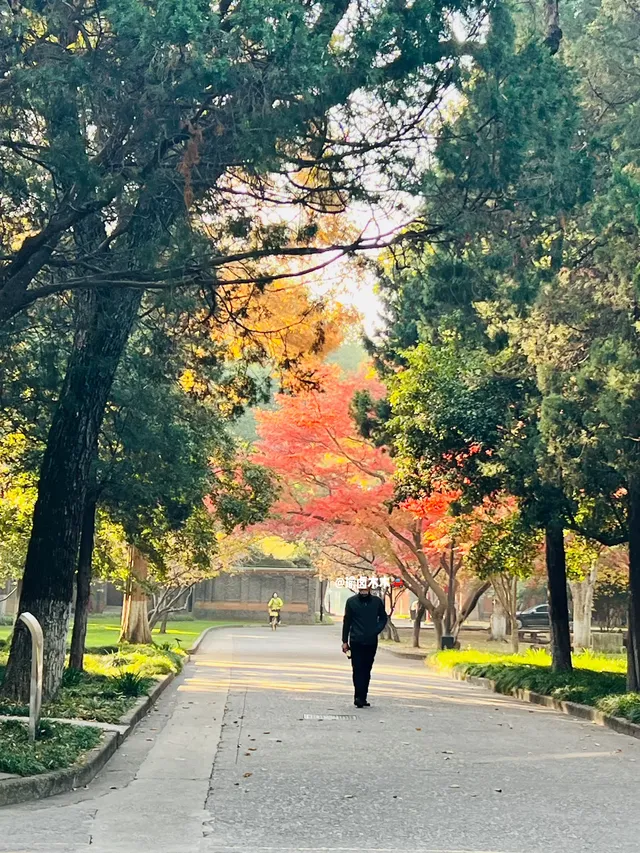 11.30蘇大銀杏實況|想要的色彩這都有 11.30蘇大銀杏實況|想要的色彩這都有