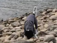 小狗和小馬一起低頭可愛鼠了！